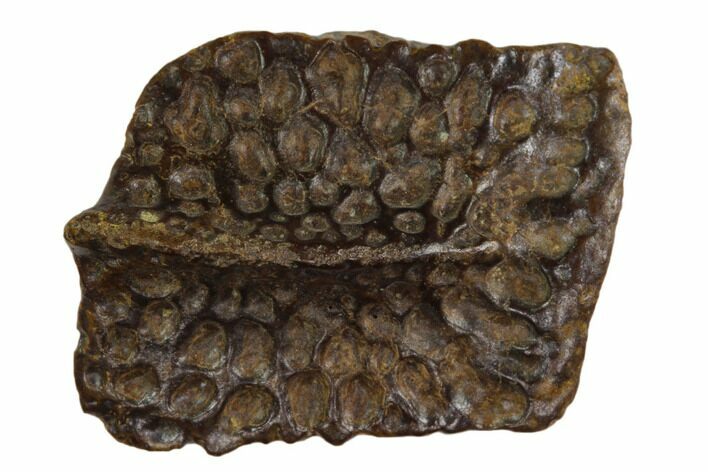 Crocodilian (Leidyosuchus?) Dermal Scute - Montana #132053
